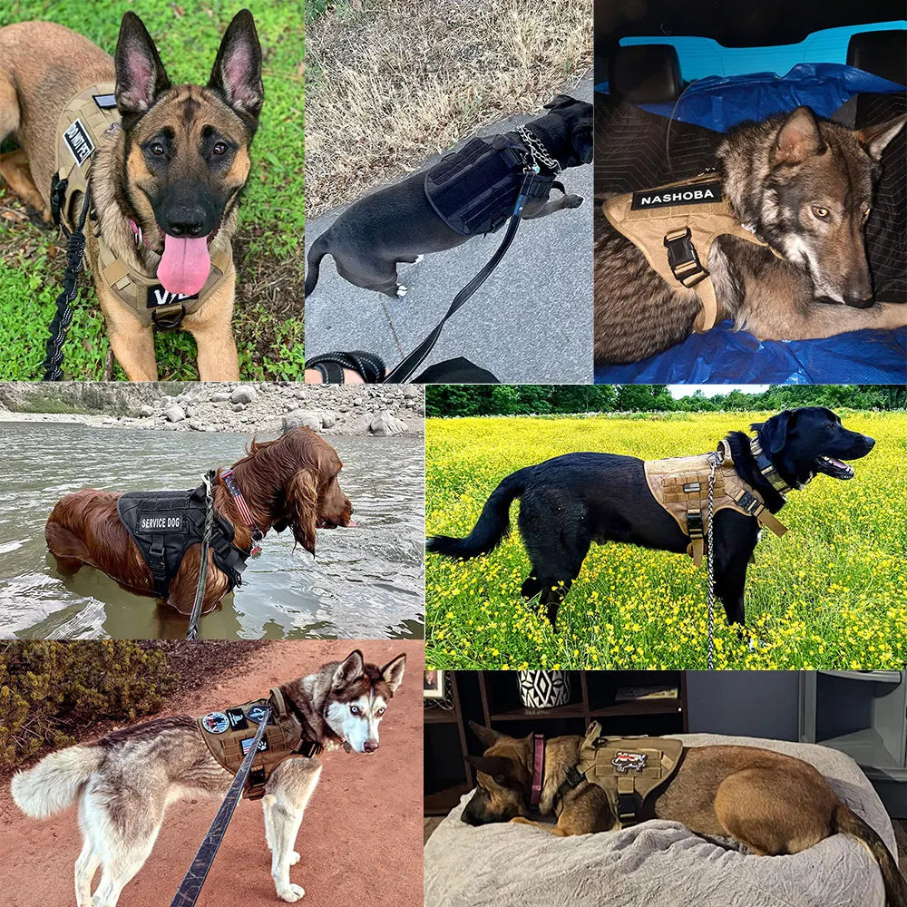 Large Dog Harness and Leash Set for German Shepherd and Malinois Training Walking Vest and Collar for Medium Large Dogs